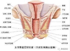 女性生殖系统50分怎么得？各单元历年分值抢先看！